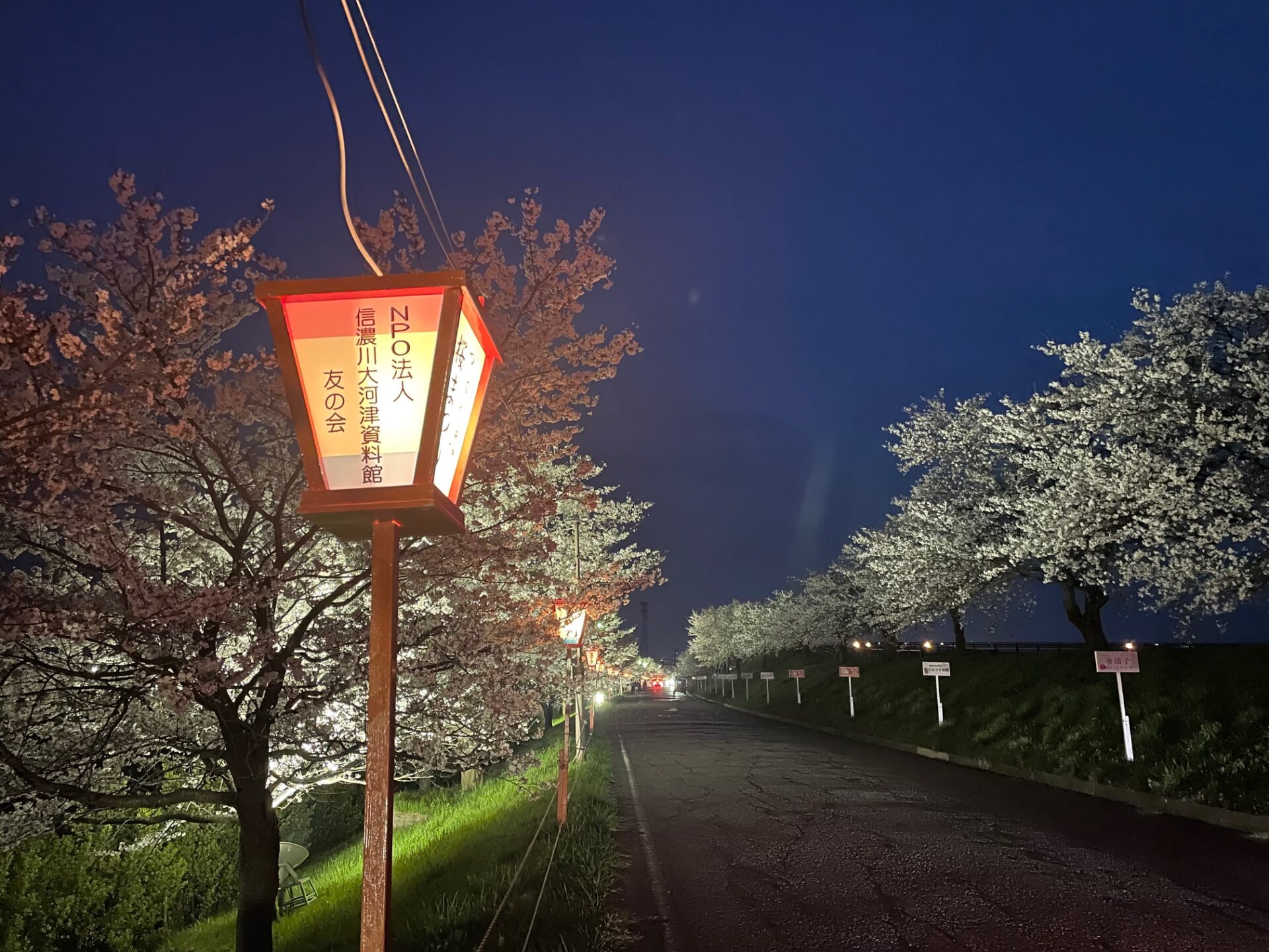 大盛況だった🌸桜まつりイベント