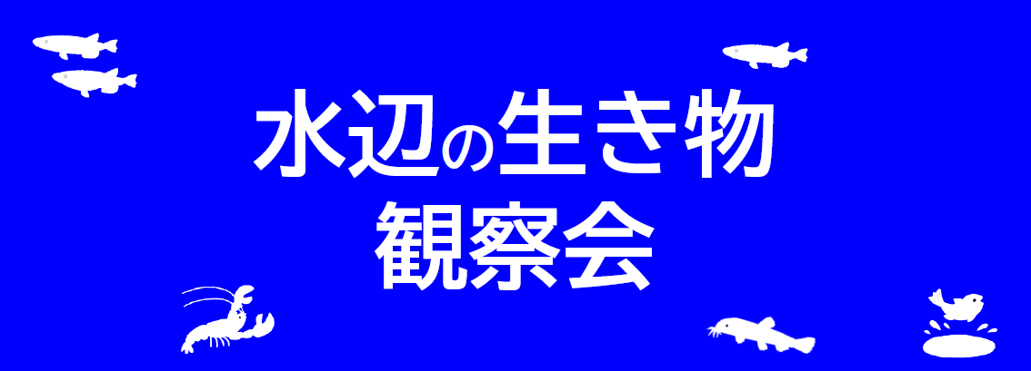水辺の生き物観察会を開催します