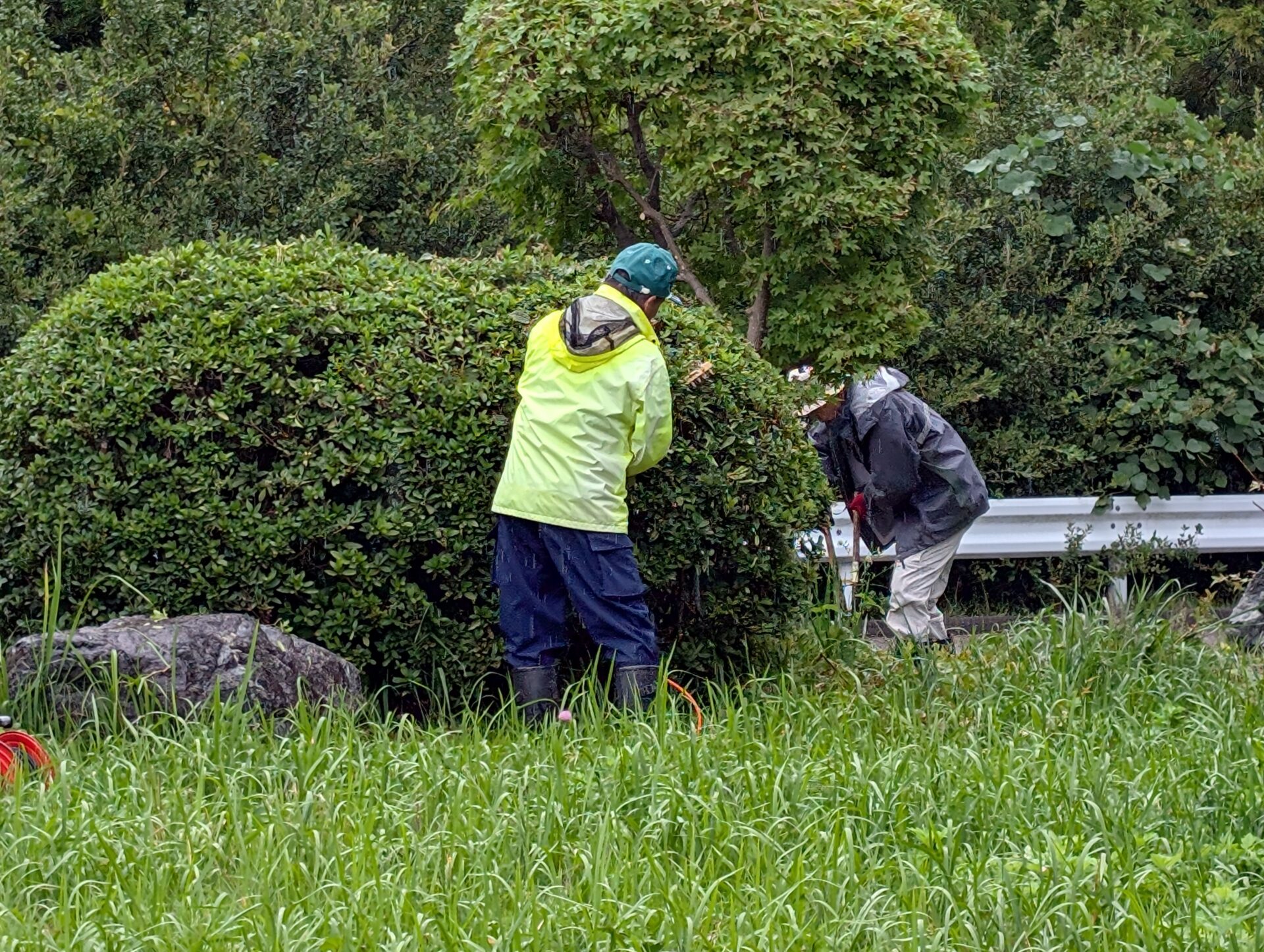 剪定作業を行いました