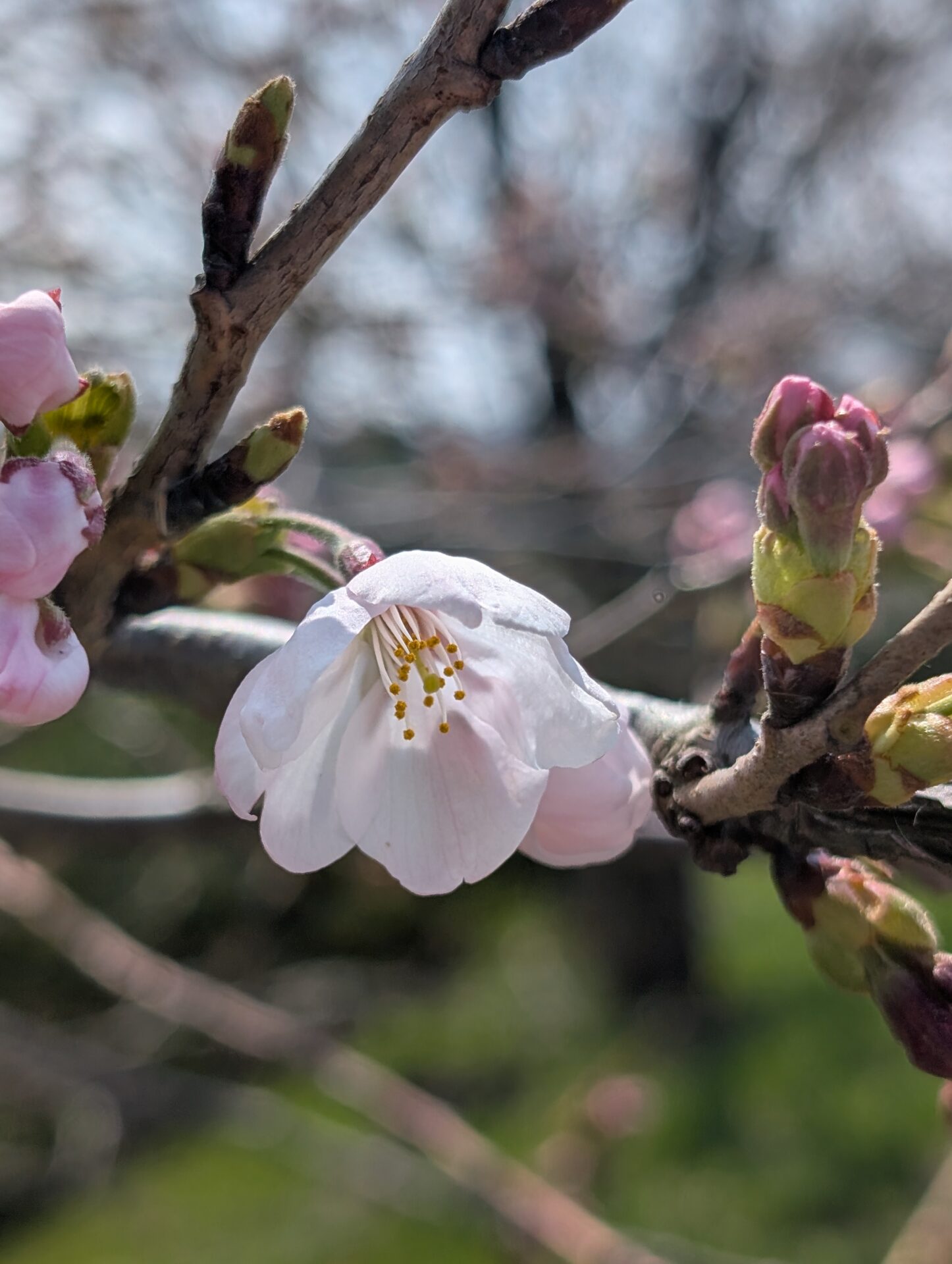 🌸４月イベント情報🌸