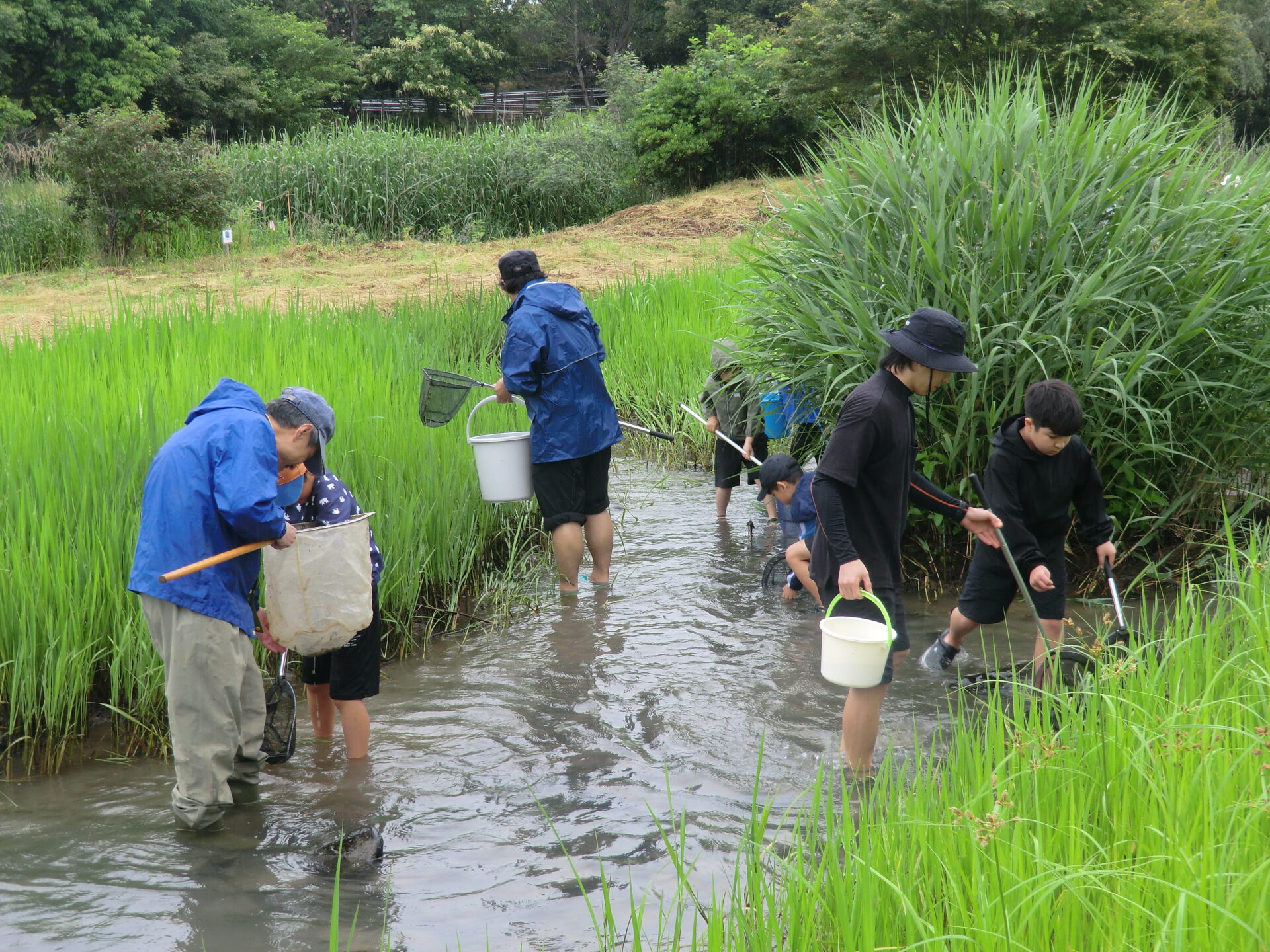 🐟水辺の生き物観察会🐟開催します